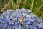 Hortensie mit Aquamarin-Ring - Foto: Raik Behr