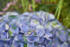 Hortensie mit Blautopas-Ring - Foto: Raik Behr