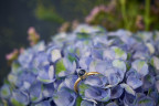 Goldring mit einem kornblumenblauen Saphir - Foto: Raik Behr
